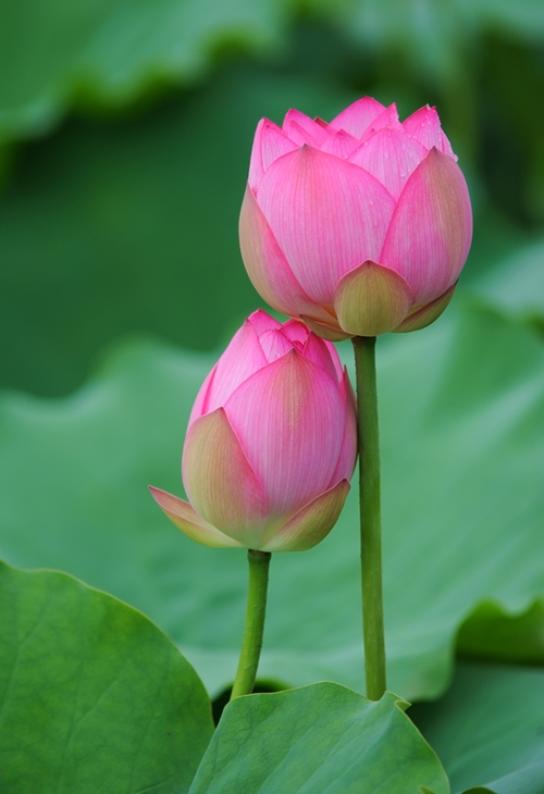 http://www.hong-pak.com/member_file/hong_pak/lotus.jpg