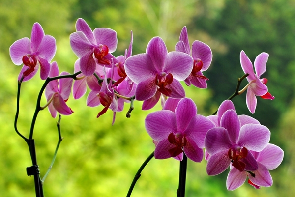 http://www.hong-pak.com/member_file/hong_pak/orchid.jpg